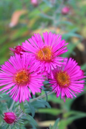 Symphyotrichum novae-angliae 'Bars Pink' – Bean Place Nursery